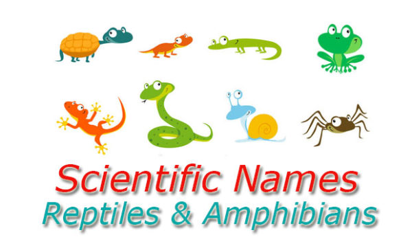 Scientific Names - Reptiles and Amphibians - AppzOK