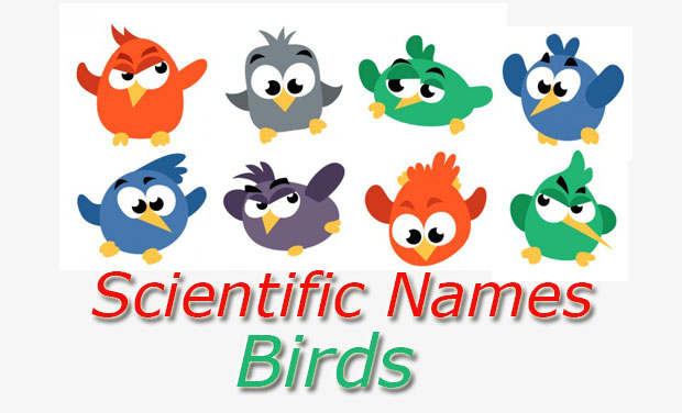 scientific-names-birds-common-and-wild-appzok